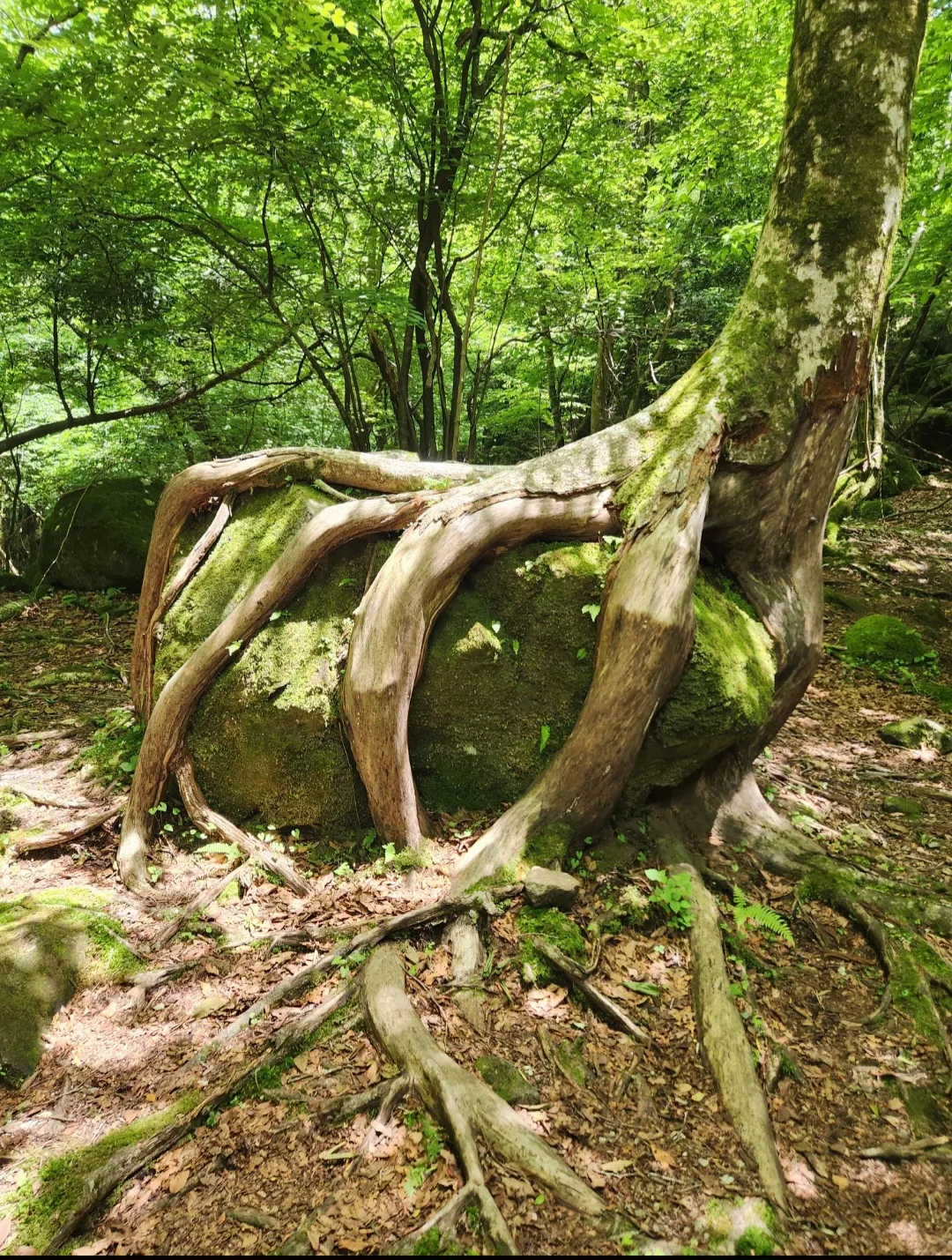 登山道に絡み合う根っこ