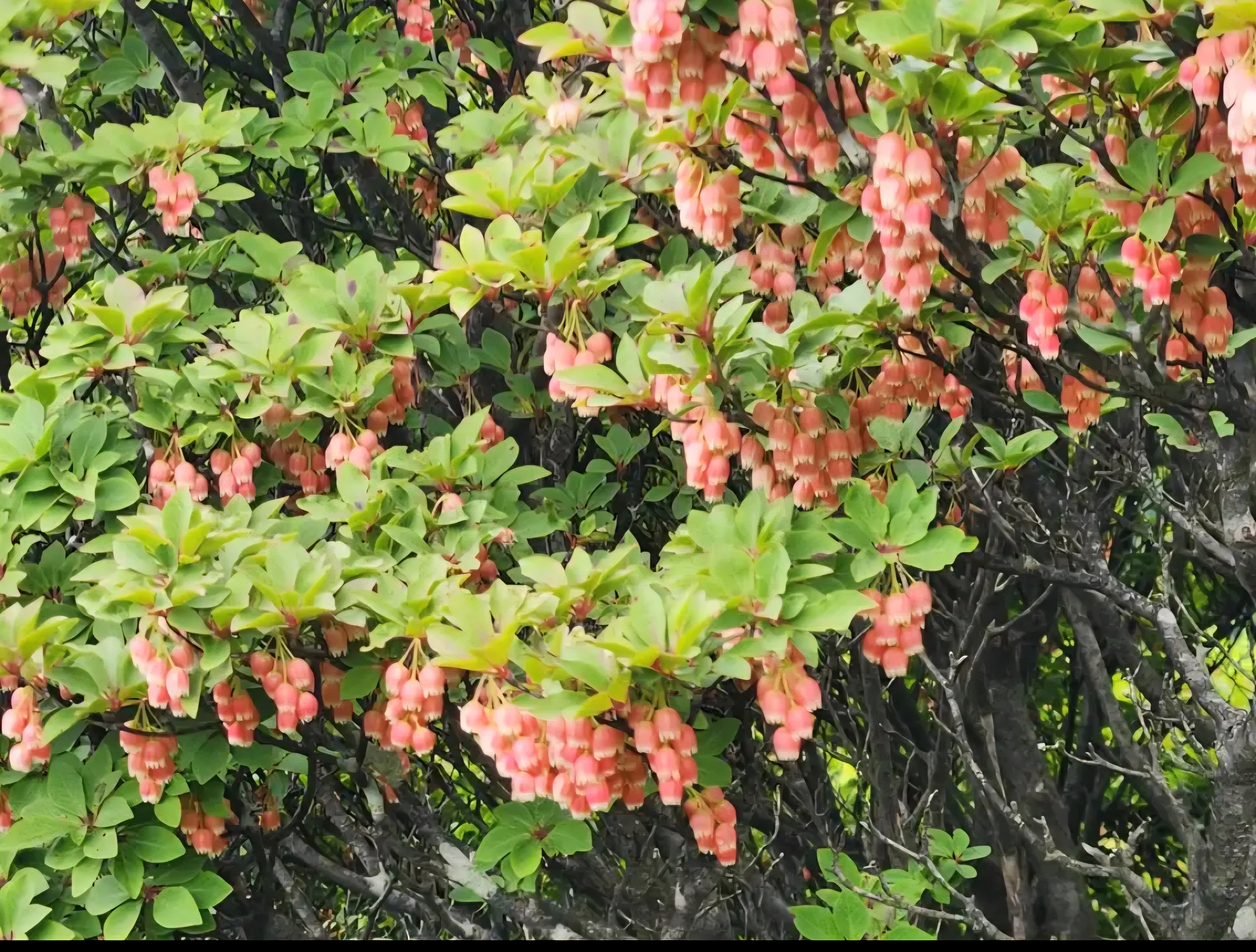 ベニドウダンの花