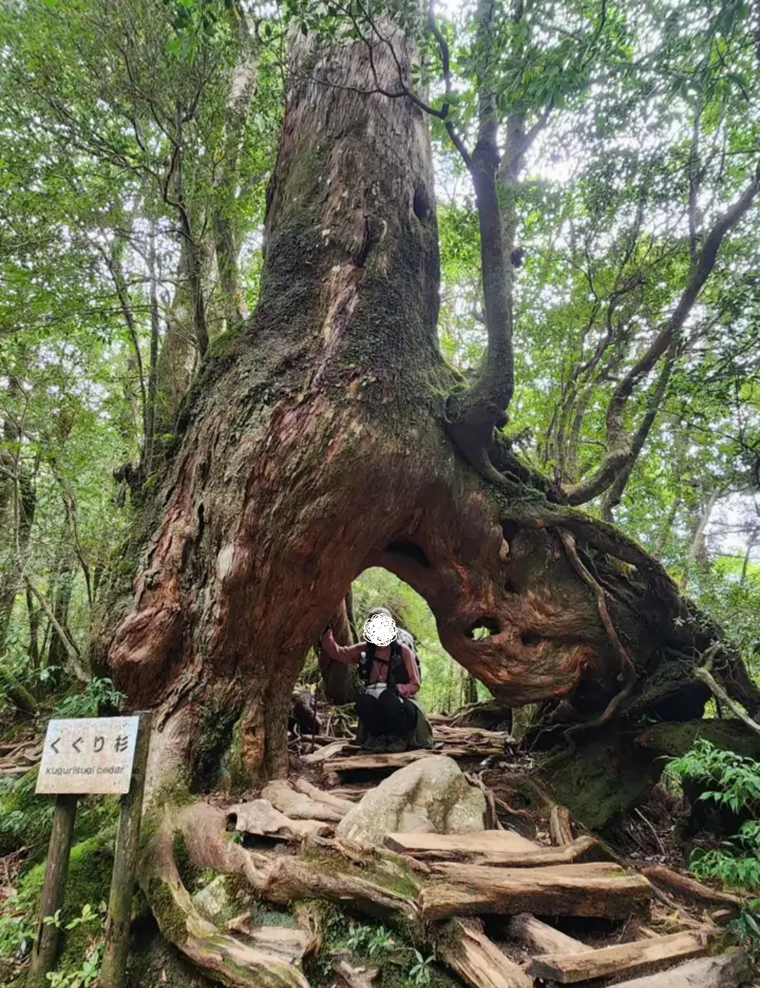 くぐり杉