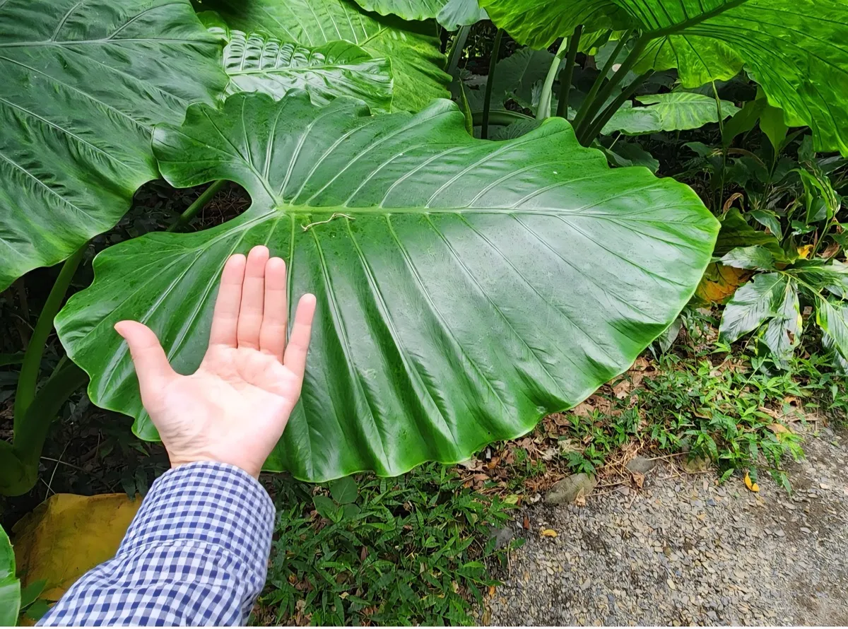 志戸子ガジュマル公園の巨大な葉（手と比較）