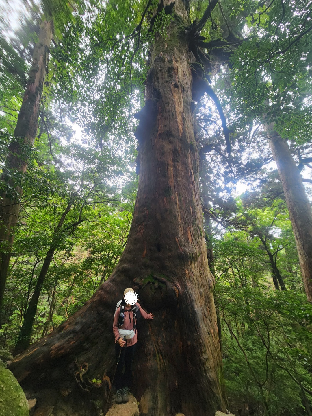 屋久杉